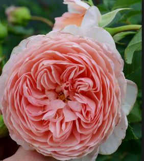 William Morris - Trandafiri - dorinte