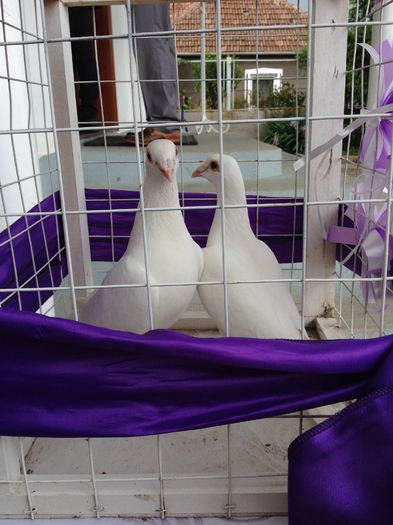  - Porumbei albi pentru nunti