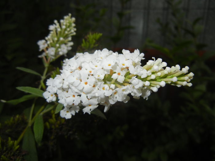 Buddleja davidii White (2014, Sep.06) - Buddleja White