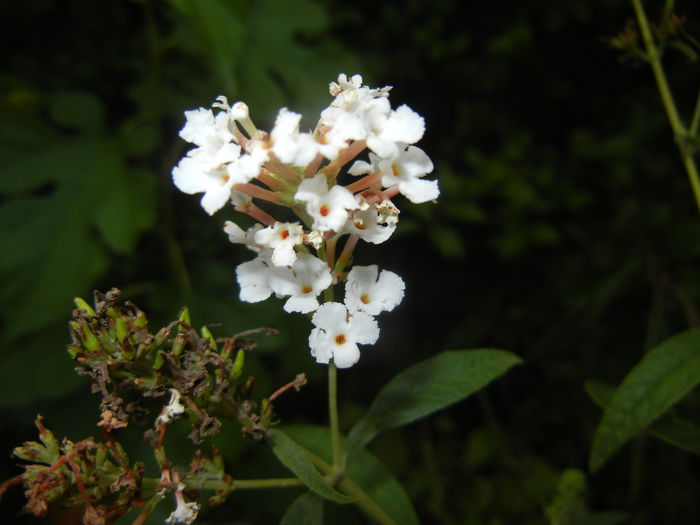 Buddleja davidii White (2014, Sep.06)