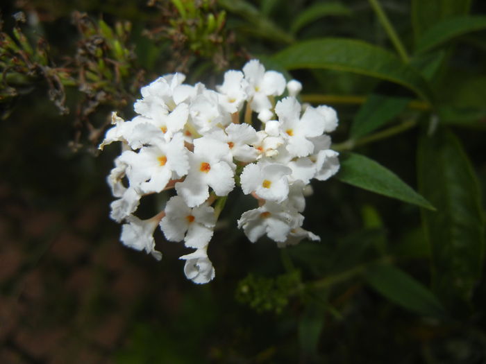 Buddleja davidii White (2014, Sep.06) - Buddleja White