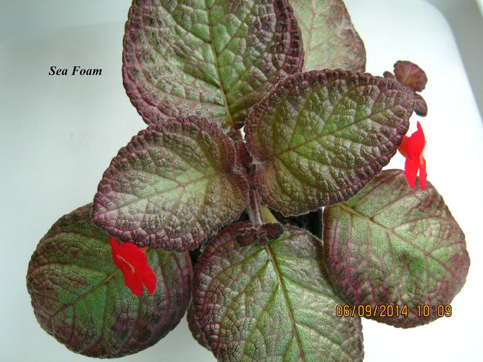 Sea Foam - Episcia_S