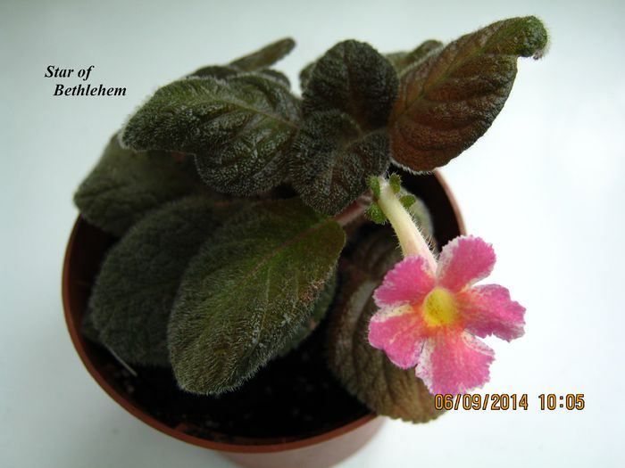 Star of Bethlehem - Episcia_S