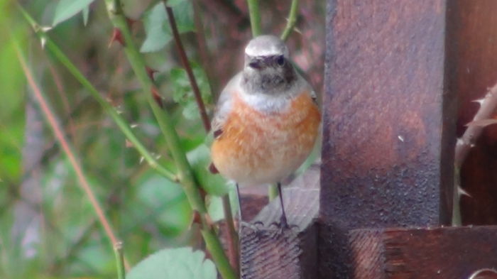 un codoros de padure(cred)