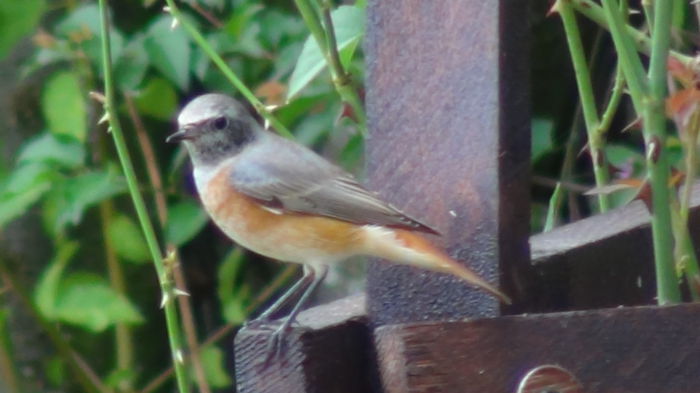 pe la jumatatea lui august