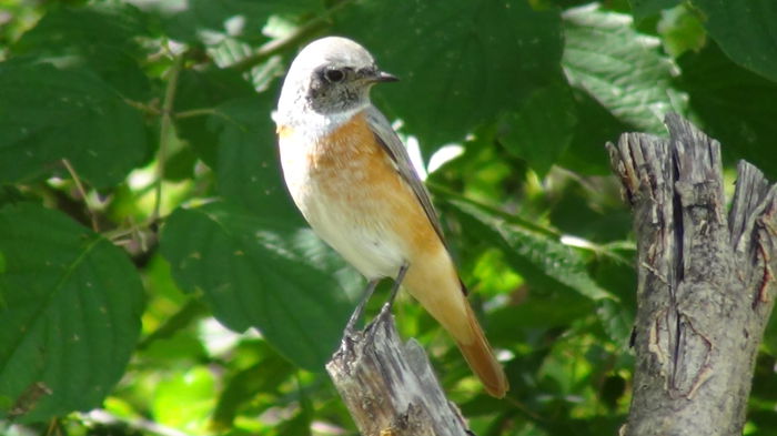 se apropiau foarte mult de terasa noasta