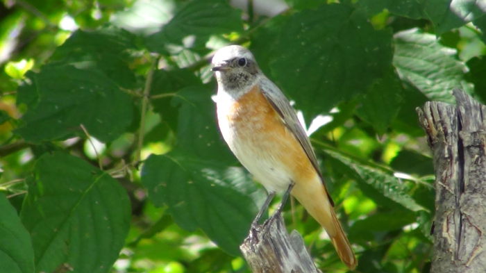 nu se speriau de noi daca eram la masa