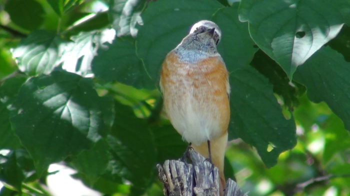 era frumos  colorata