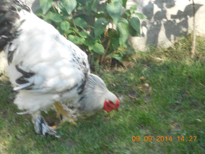 DSCN1349