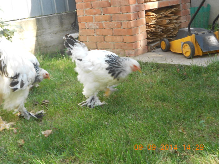 DSCN1358