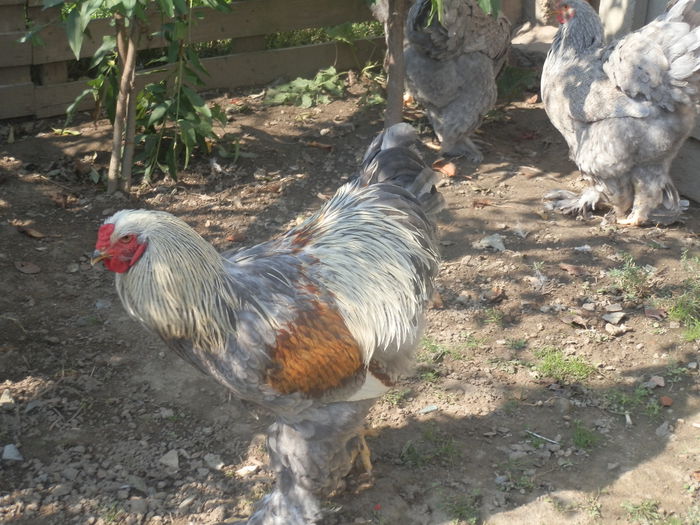 P9095829 - TINERET 2014