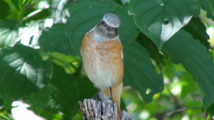 cu gri capu si aripile si rosiatica pe burtica