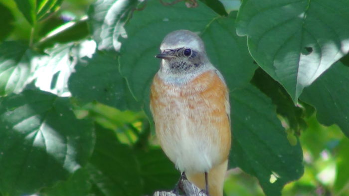 manca tot timpul niste bobite negre