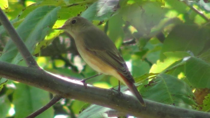 si dadea f. des si rapid din coada in sus si-n jos