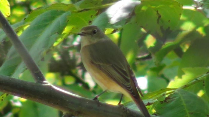 nu stiu cum dadea asa de rapid din coada