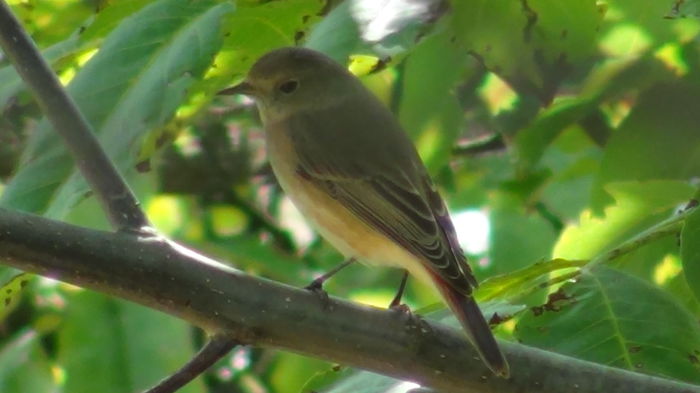 era simpaticut ritualul