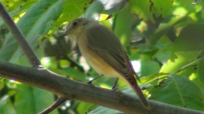 era si ea simpaticuta si frumos colorata