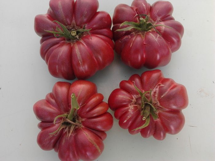 Purple Calabash - Tomate 2013-2014