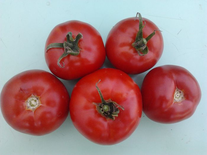 Thesaloniki - Tomate 2013-2014