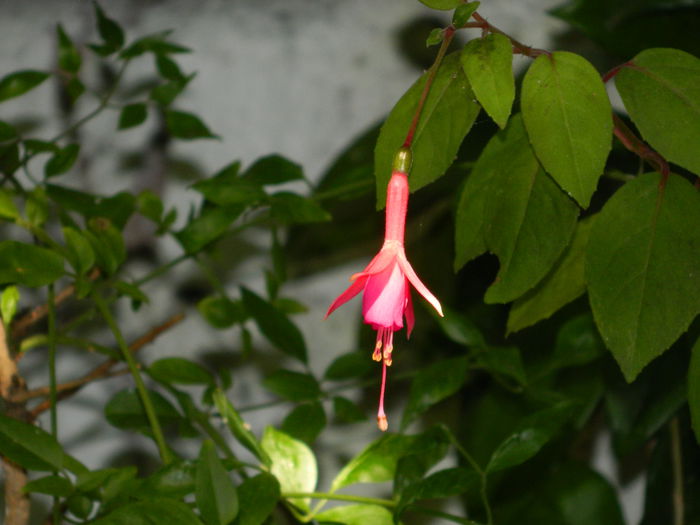 DSCN8666 - SEPTEMBRIE_2014