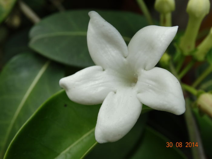DSC07449 - Plante in ghiveci 2014
