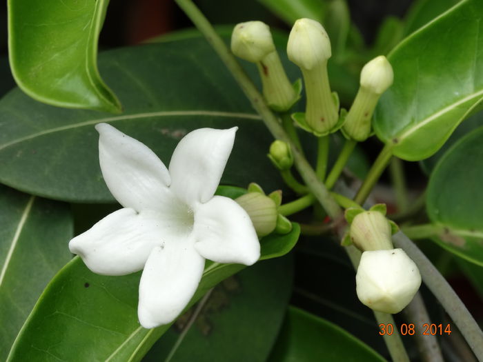 DSC07448 - Plante in ghiveci 2014