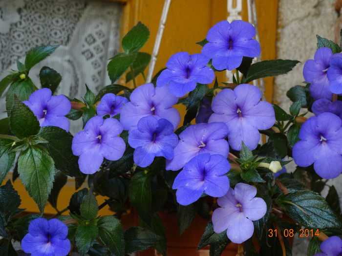 DSC07510