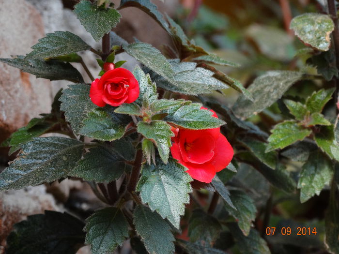 DSC07619