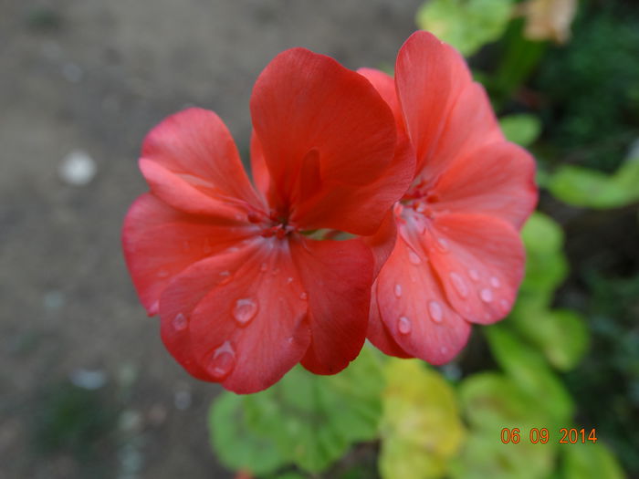 DSC07571