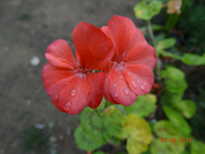 DSC07572