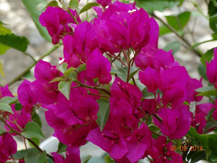 DSC07595