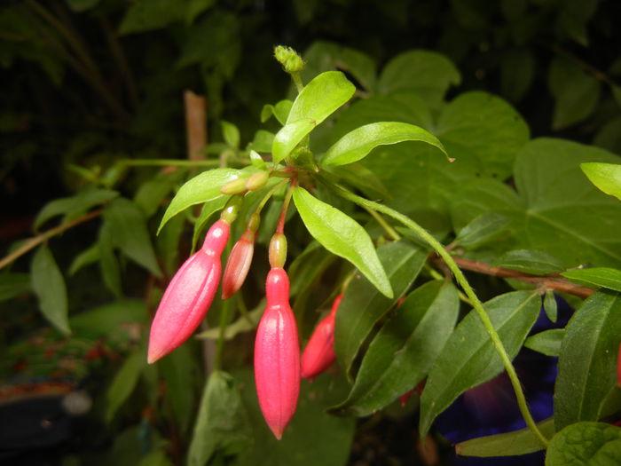 Fuchsia magellanica Gracilis (`14, Sep.06) - Fuchsia magellanica Gracilis