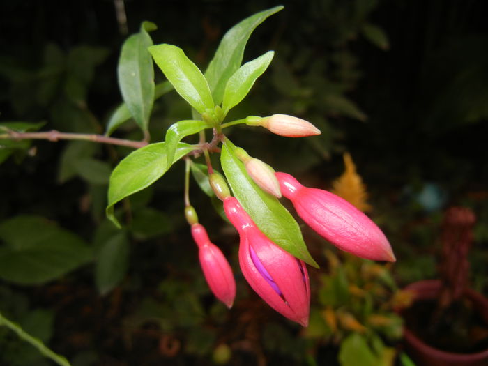 Fuchsia magellanica Gracilis (`14, Sep.06) - Fuchsia magellanica Gracilis