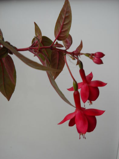 007 - FUCHSIA 2011-2020