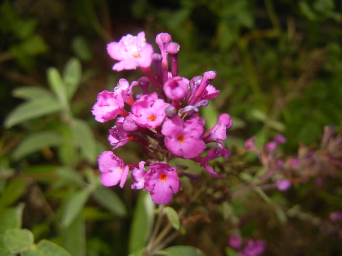 Buddleja Border Beauty (2014, Sep.07)