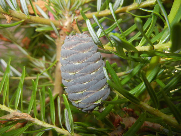 Abies koreana (2014, June 22)