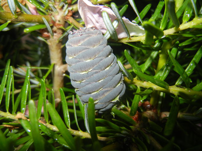 0623 Abies koreana (2014, June 23)01