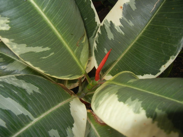 Ficus elastica Tineke (2014, July 08)