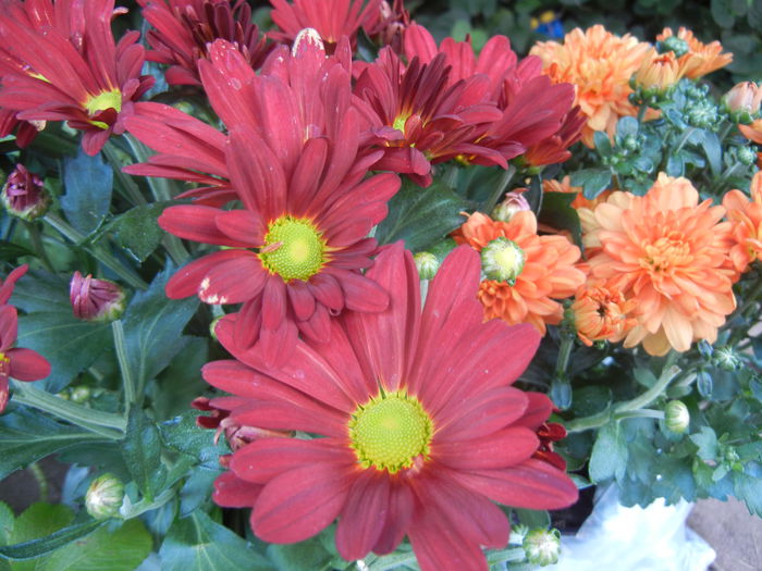 Red & Yellow Chrysanth (2014, Jul.21)