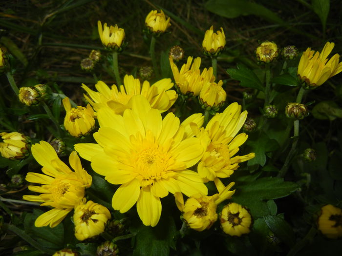 Yellow Chrysanthemum (2014, Sep.06)