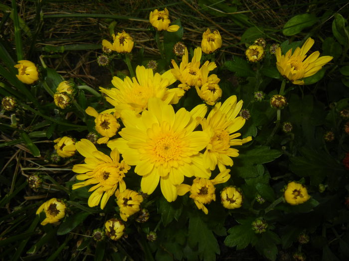 Yellow Chrysanthemum (2014, Sep.07)