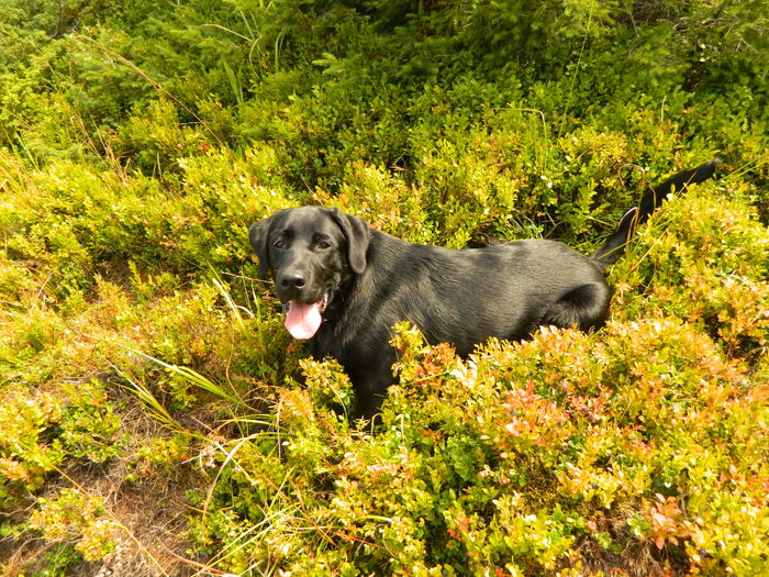 pietrosul aug 2014 406 - c OSCAR -labrador retriever