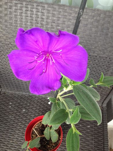 image - tibouchina