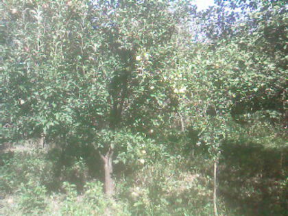 SP_A0497