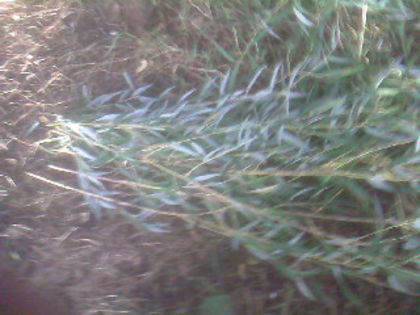 SP_A0542 - amalgam