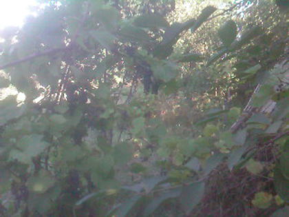 SP_A0554 - amalgam