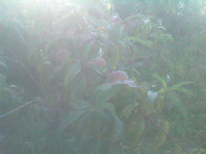 SP_A0556 - amalgam