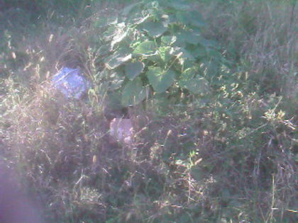 SP_A0574 - amalgam