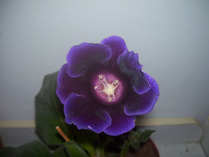  - gloxinia 2014