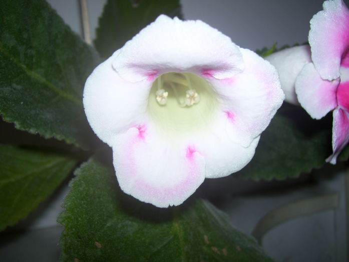  - gloxinia 2014